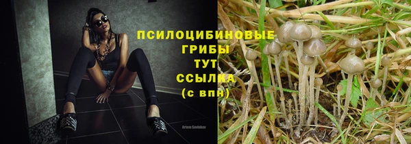 хмурый Аркадак